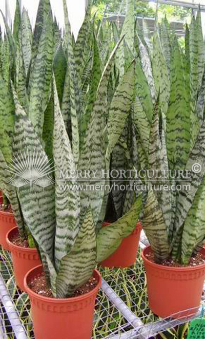 Sansevieria trifasciata 'Green'.